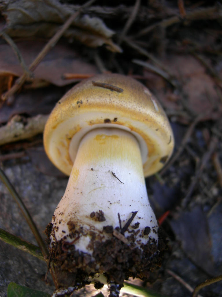 Funghi di casa2